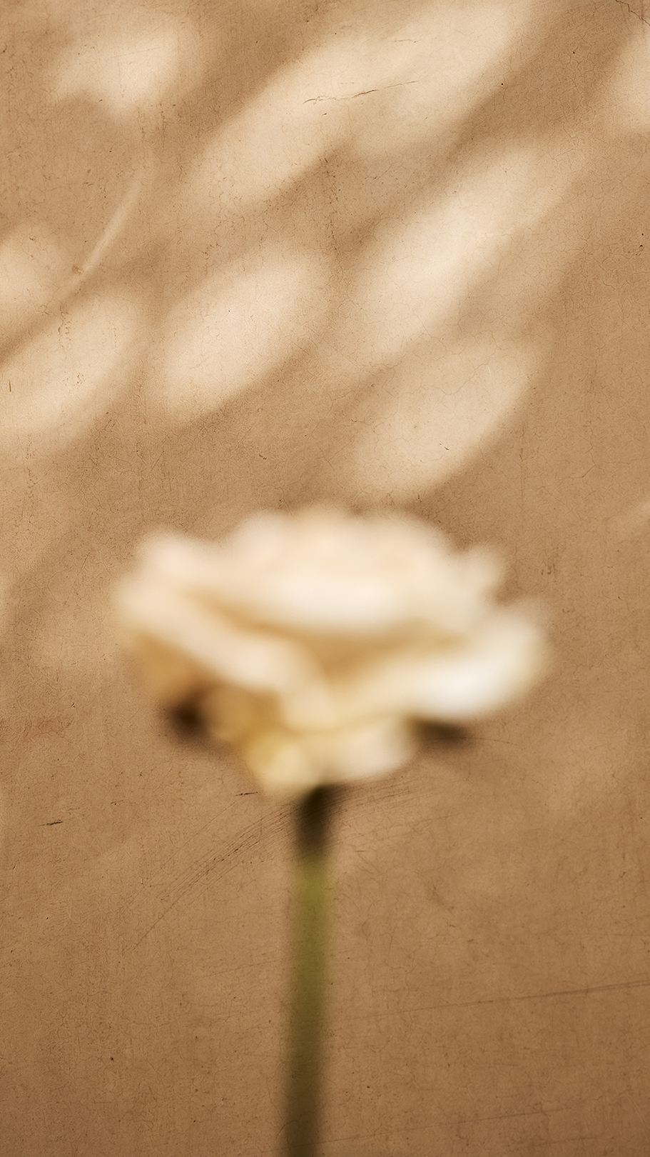 Anjali_Janssens_Photography_04-1