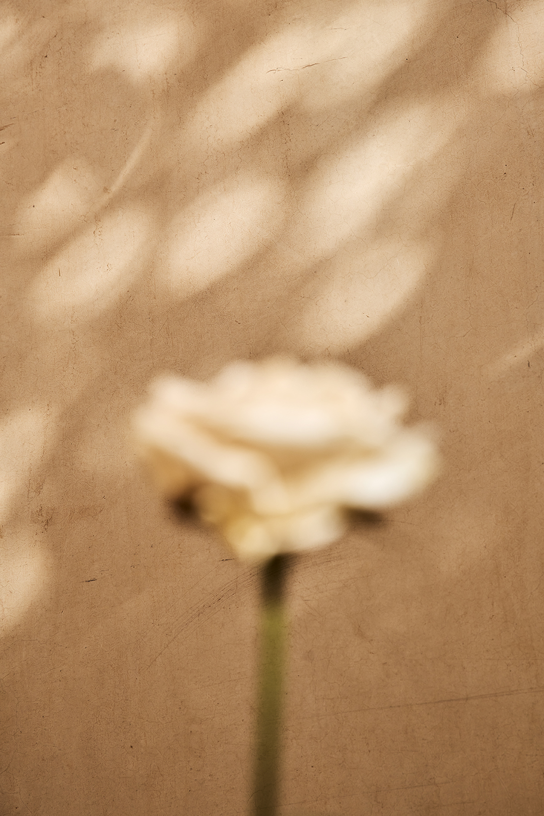 Anjali_Janssens_Photography_04