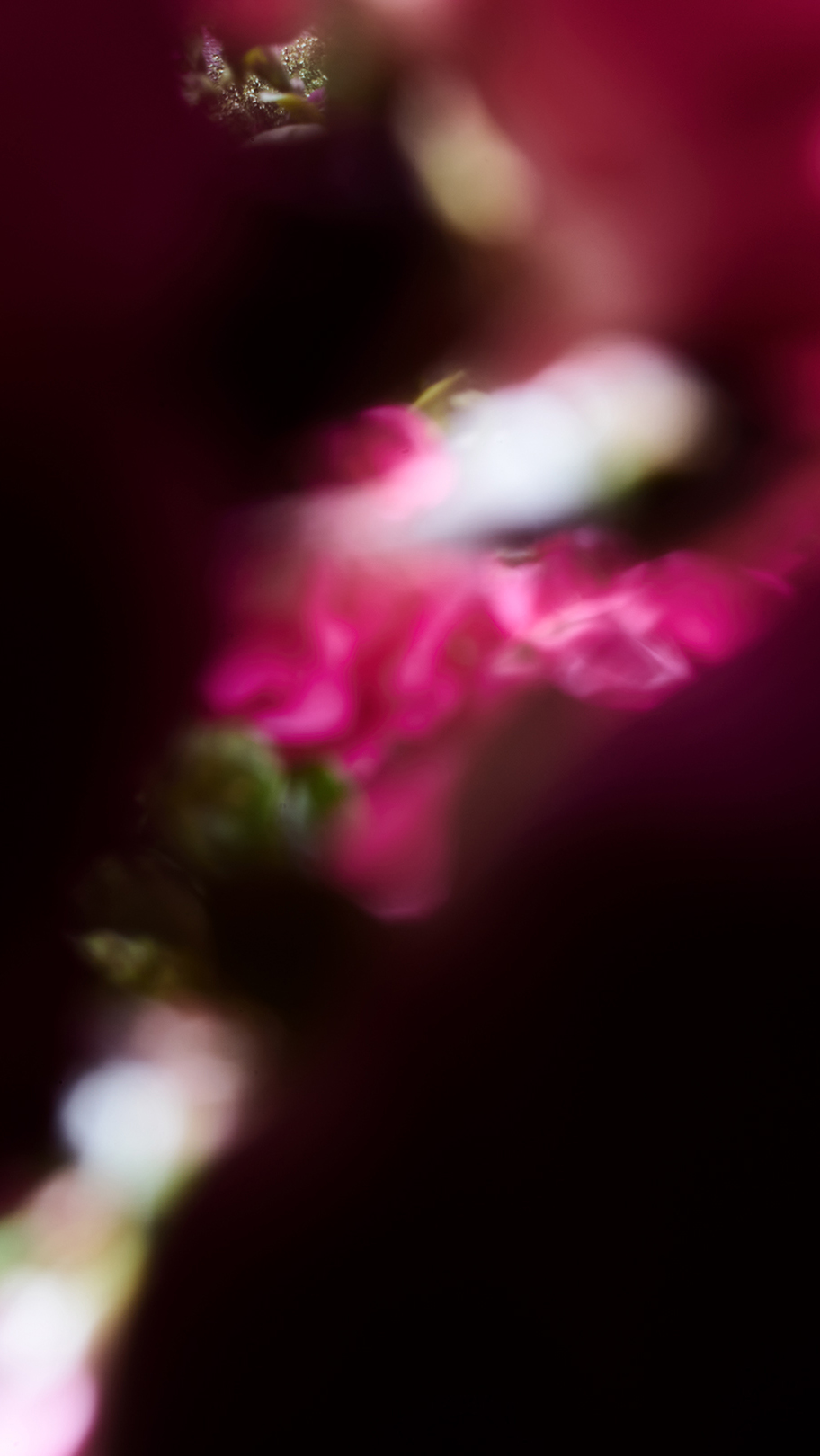 Anjali_Janssens_Photography_16-1
