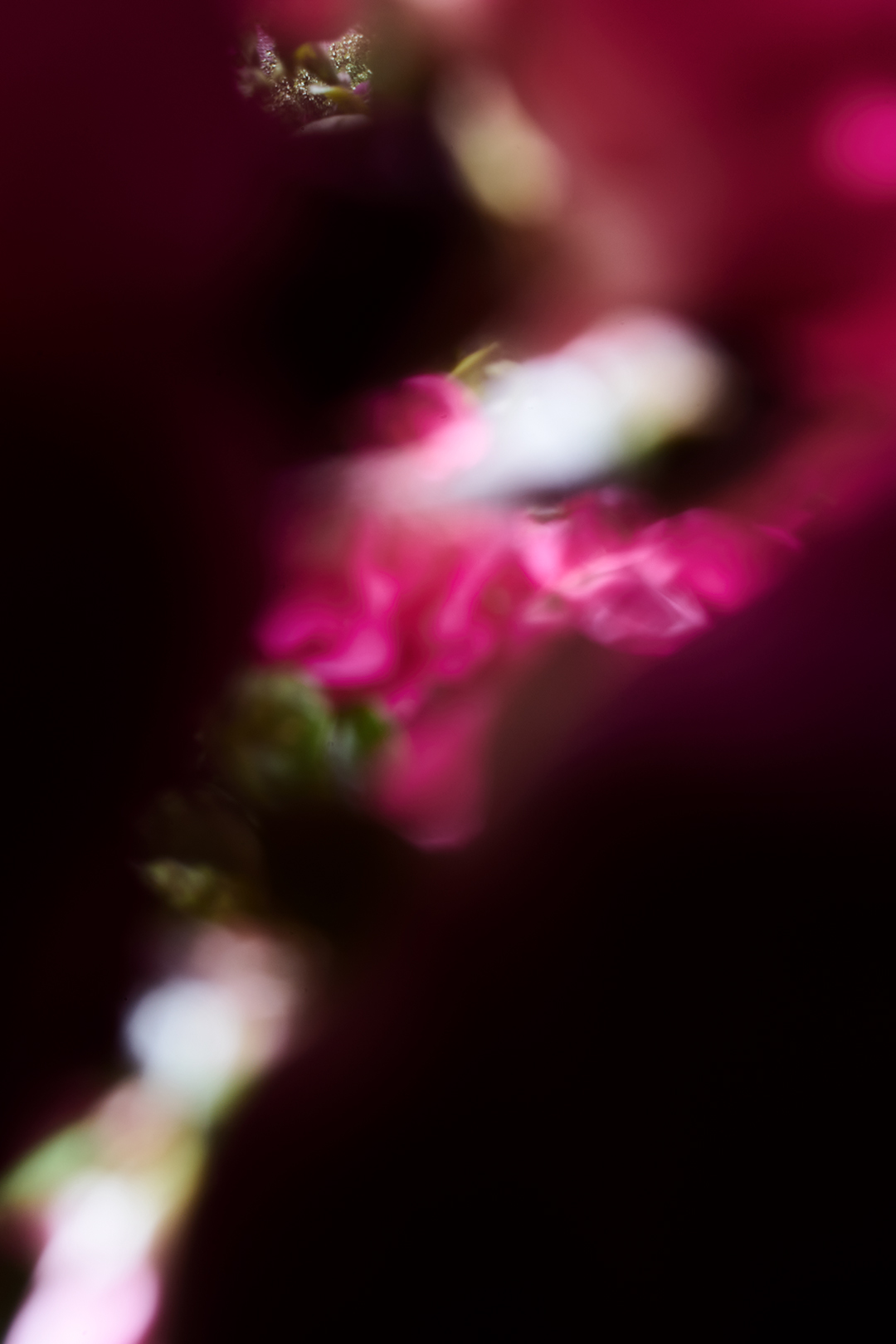 Anjali_Janssens_Photography_16